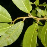 Naucleopsis capirensis Hoja