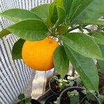 Citrus × aurantium Plod