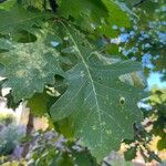 Quercus macrocarpa Feuille