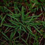 Zoysia matrella Leaf