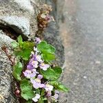 Cymbalaria muralisElinympäristö