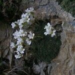 Saxifraga diapensioides Yeri