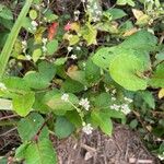 Persicaria chinensis ফুল