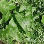 Phlomoides tuberosa Folha