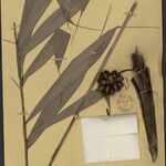 Bactris gastoniana Fruto