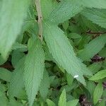 Spiraea japonica Leht