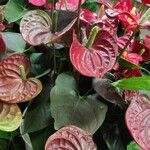 Anthurium andraeanum Συνήθη χαρακτηριστικά