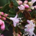 Rhododendron pubescens Flor