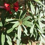 Rhododendron neriiflorum Blatt