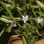 Sesuvium portulacastrum Flower