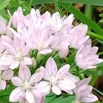 Allium unifolium Blüte