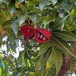 Sterculia foetida Fruit