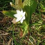 Lysimachia europaea Frunză