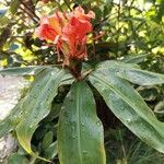 Hedychium greenii Other