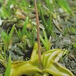 Pinguicula vulgaris Habitus