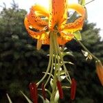 Lilium henryi Flower