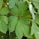 Lamprocapnos spectabilis Blatt