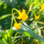 Narcissus gaditanus Flower