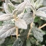 Teucrium fruticans Blatt