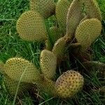 Opuntia oricola ശീലം