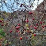 Crataegus azarolus Плод