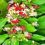 Combretum indicum 花