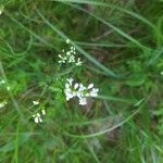 Asperula tinctoria Квітка