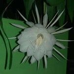 Epiphyllum oxypetalum Blomst