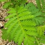 Tanacetum macrophyllum Blad