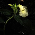 Costus congestiflorus Floare