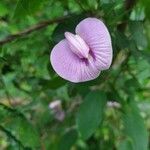 Centrosema pubescens Blomma