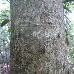 Ouratea guianensis Corteza