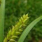 Carex vesicaria Blüte