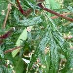Artemisia princeps List