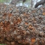 Banksia robur बार्क (छाल)