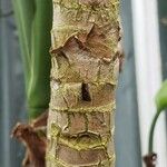 Aglaonema marantifolium Bark