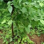 Aegle marmelos Hábito