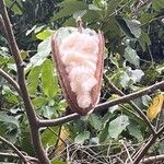 Ceiba pentandra Gyümölcs