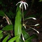 Crinum erubescens অন্যান্য