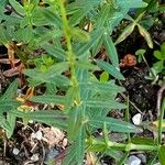 Galium boreale Blad