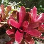 Neoregelia carolinae Листок