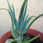 Aloe arborescensLeaf