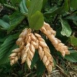 Flemingia strobilifera Fruit