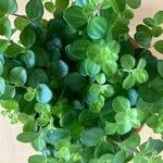 Peperomia rotundifolia Hoja