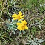 Jacobaea uniflora Floro