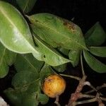 Leeuwenbergia africana Fruto