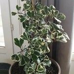 Ficus triangularis Habit