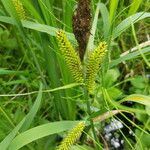 Carex acuta Blomma