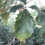 Quercus michauxii Leaf