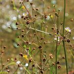 Alisma gramineum ശീലം